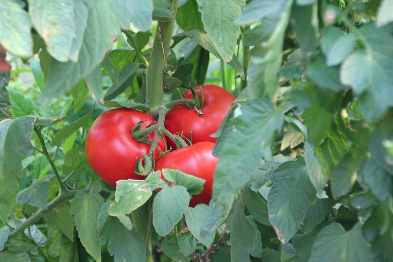 Sebze ve meyve üretiminde düşüş, 8 yılın rekoru geldi! İlk domatesi vurdu, fiyatlar birden arttı!