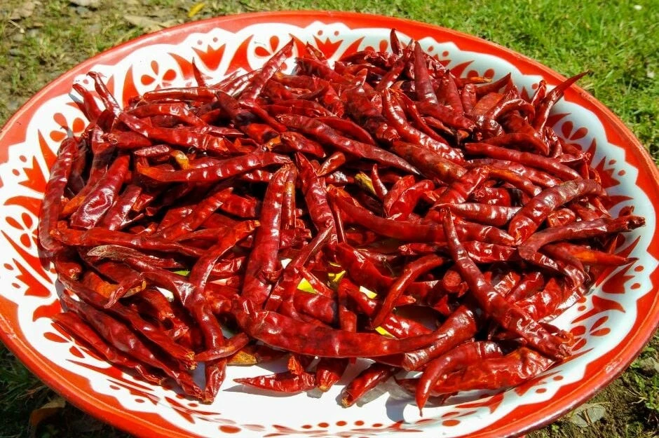 Asla küflenmiyor! Biber kuruturken bilmeniz gereken biber kurutma tekniği...