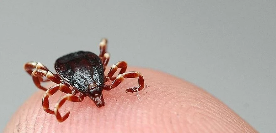 Kene kabusu geri döndü! Bakan Koca tarih vererek “dikkatli olun” çağrısı yaptı!