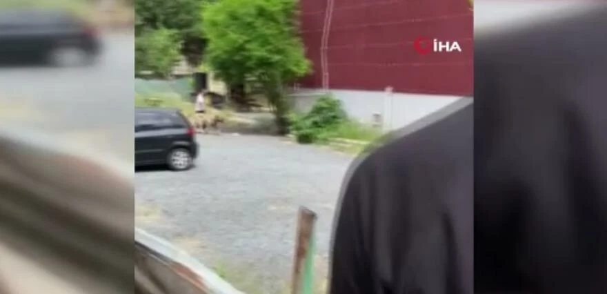 İstanbul’un göbeğinde vahşet: Evine giden kadın köpeğin saldırısına uğrayarak kanlar içinde kaldı