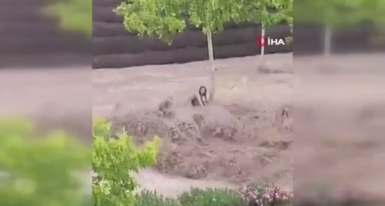 İspanya'da sel suları arabaları aştı insanlar araç üzerinde yardım bekledi