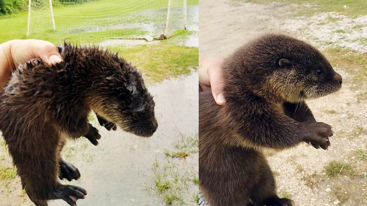 Piknikte gördüklerine şoke oldular! Nesli tükenmekte olan hayvan buldular