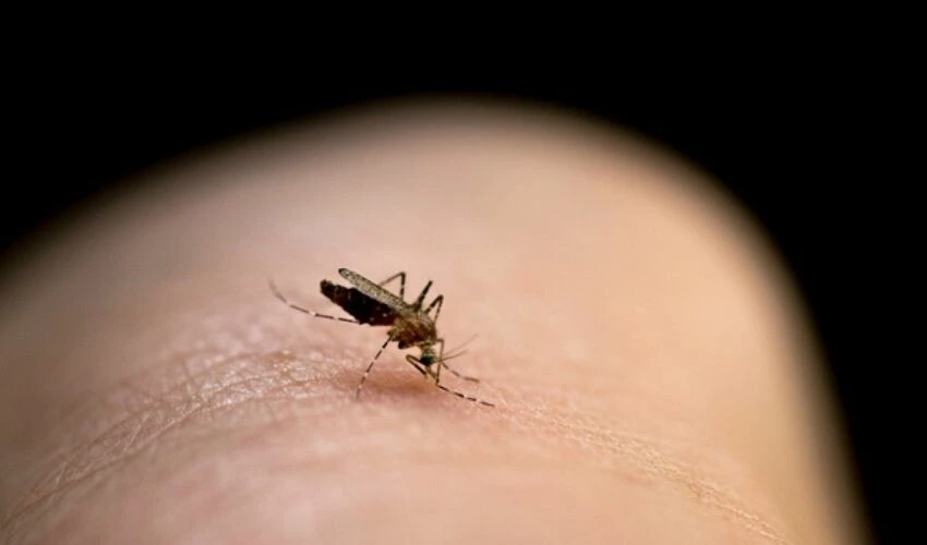 Sivrisinekleri uzak tutan yöntem! Kokusu bile yetiyor...