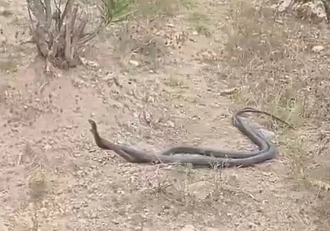 Yılanı koluna bilezik gibi doladı, gören dondu kaldı