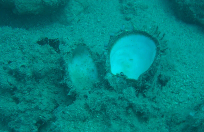Mersin'de milyonlarca yıl sonra bir ilk! İnsanlık ilk kez şahit oluyor