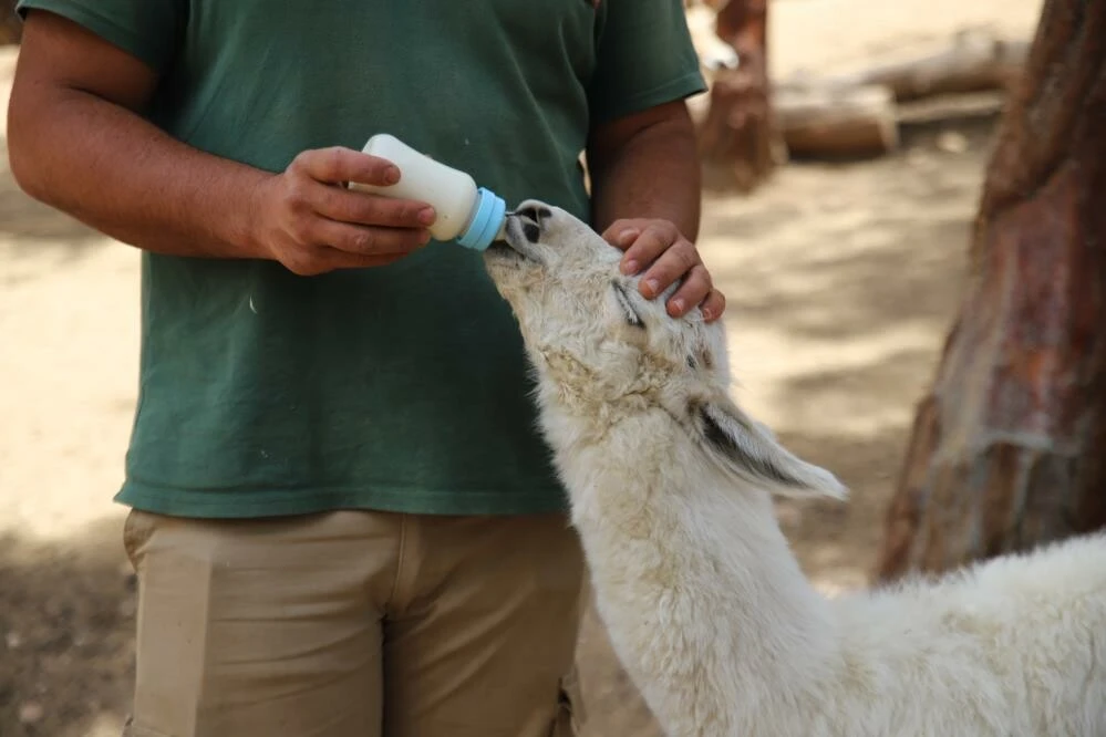 Anne şefkatiyle büyüyor! Annesi tarafından emzirilmeyen yavru lamaya bakıcılar sahip çıktı…