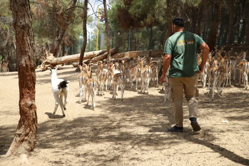 Anne şefkatiyle büyüyor! Annesi tarafından emzirilmeyen yavru lamaya bakıcılar sahip çıktı…