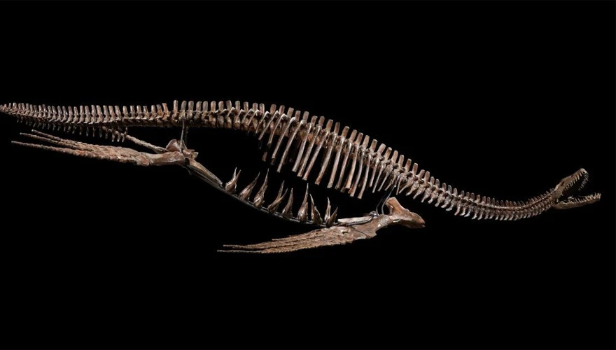 Milyonlarca yıl önce yaşamıştı: Dinozor iskeleti rekor fiyata alıcı bekliyor