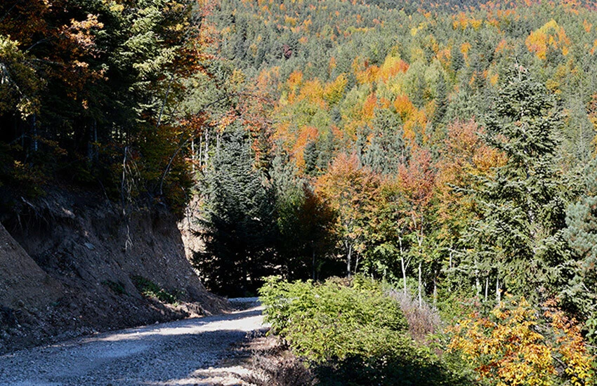 Bolu ve Erzurum'da ormanlara giriş yasaklandı