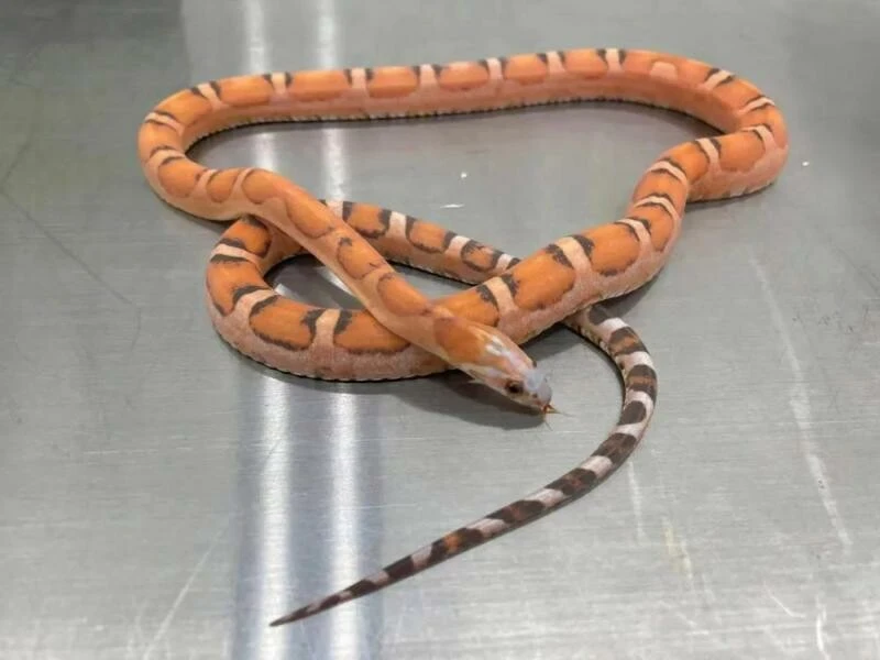 5 tane yılanı iç çamaşırında saklayan kadın memurları şoke etti!