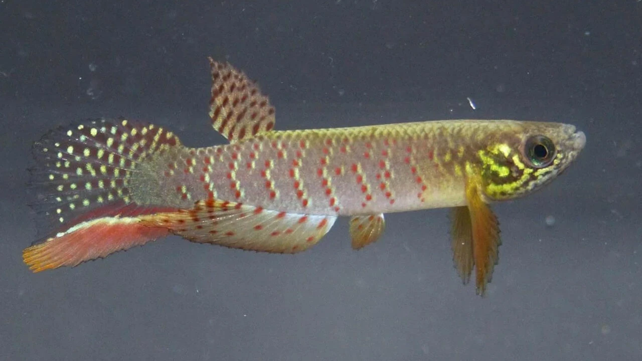 Güney Amerika'da yeni keşif: Saatlerce karada yaşayabilen balık bulundu