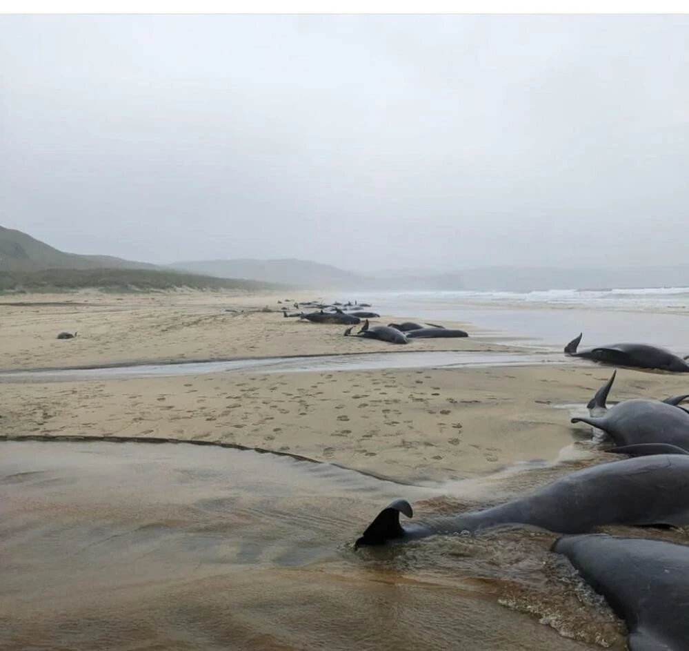 Acı 55 balinayı karaya vurdurdu! Sadece bir tanesi kurtarılabildi