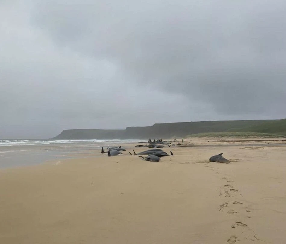 Acı 55 balinayı karaya vurdurdu! Sadece bir tanesi kurtarılabildi