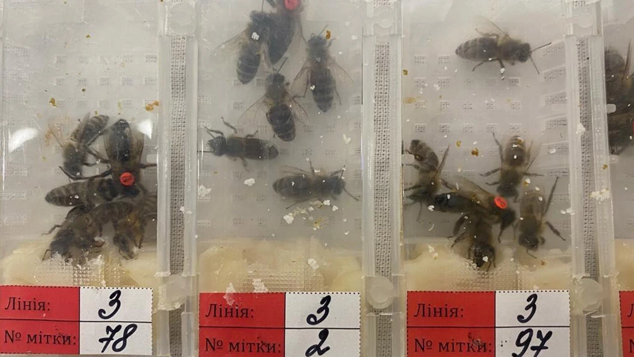 Havaalanında şüphelinin çantasından binden fazla canlı arı çıktı! Sebebi anlaşılınca 'pes' dedirtti