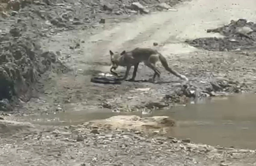 Tilki Tilkinin yılanı öldürüp yemeye çalışması nefes kesti.