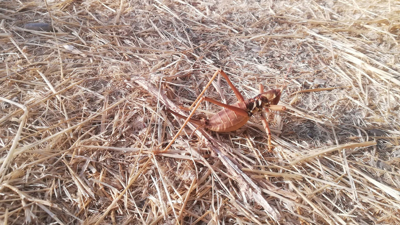 Görenler korkarak yaklaşıyor ama gerçek bambaşka çıktı! Geceleri avlanıyor et ile besleniyor