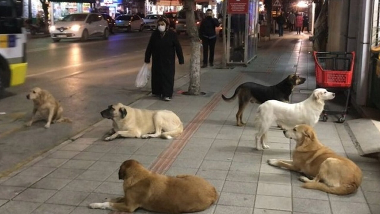 İstanbul Valiliği&#039;nden 39 ilçeye talimat: Sokak köpeklerini toplayın