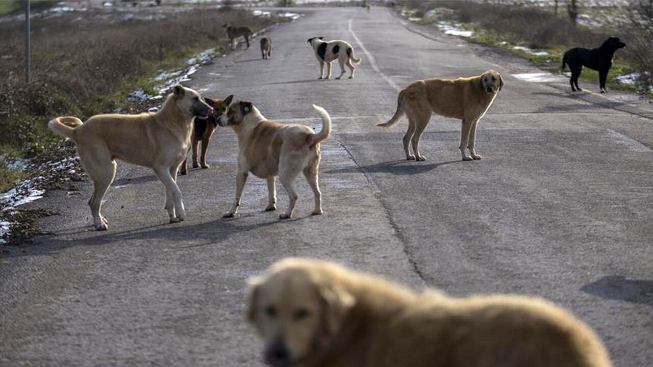 İstanbul Valiliği şikayetler üzerine harekete geçti: 39 ilçeye 'sokak köpekleri' talimatı