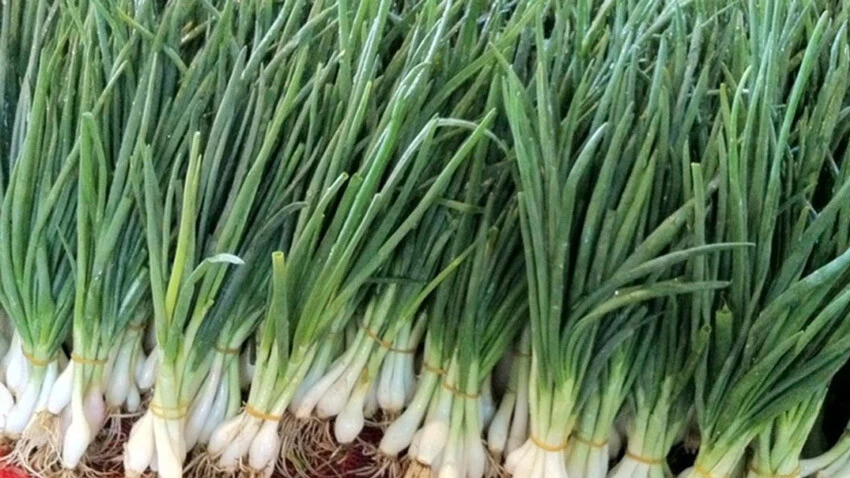 Bildiklerinizi unutun! Türk Dil Kurumu bazı sözcüklerin yazımını değiştirdi