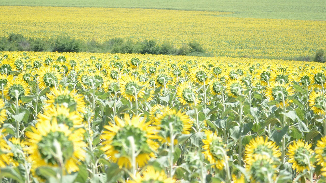 Çekirge istilasının sebebi belli oldu! Uzmanı uyardı: Daha büyük tehlike kapıda...