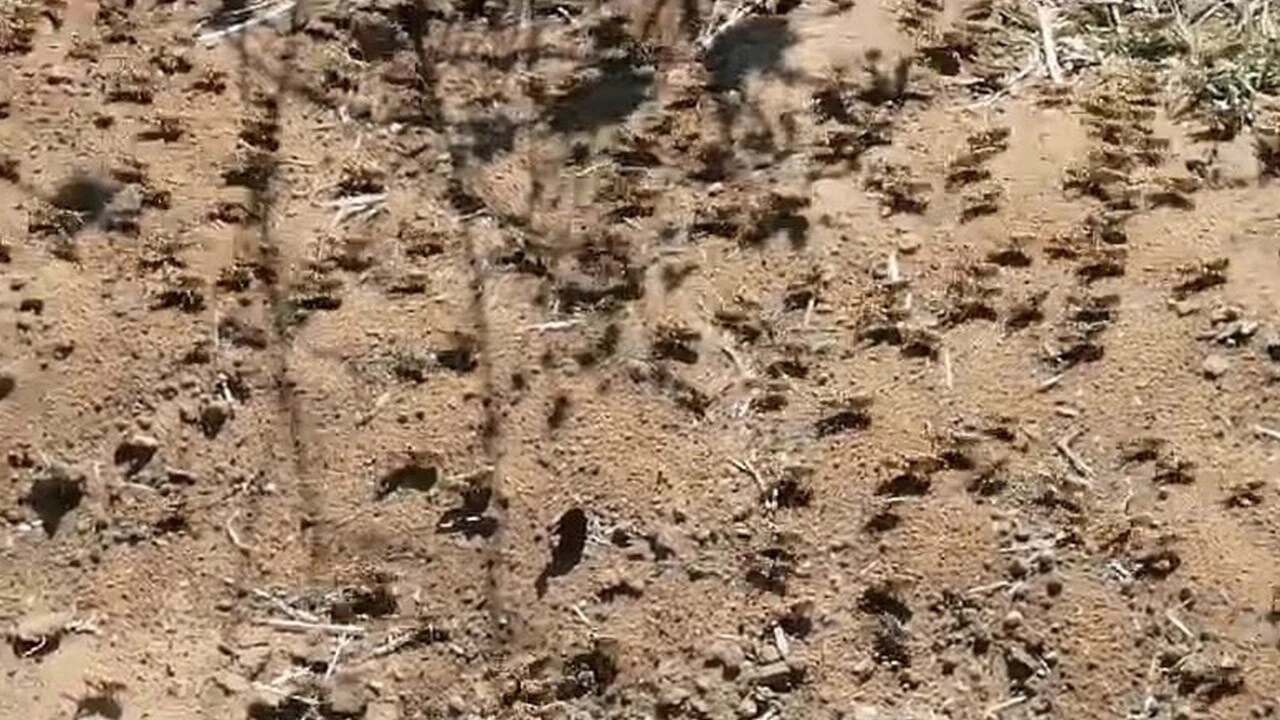 Çekirge istilasının sebebi belli oldu! Uzmanı uyardı: Daha büyük tehlike kapıda...