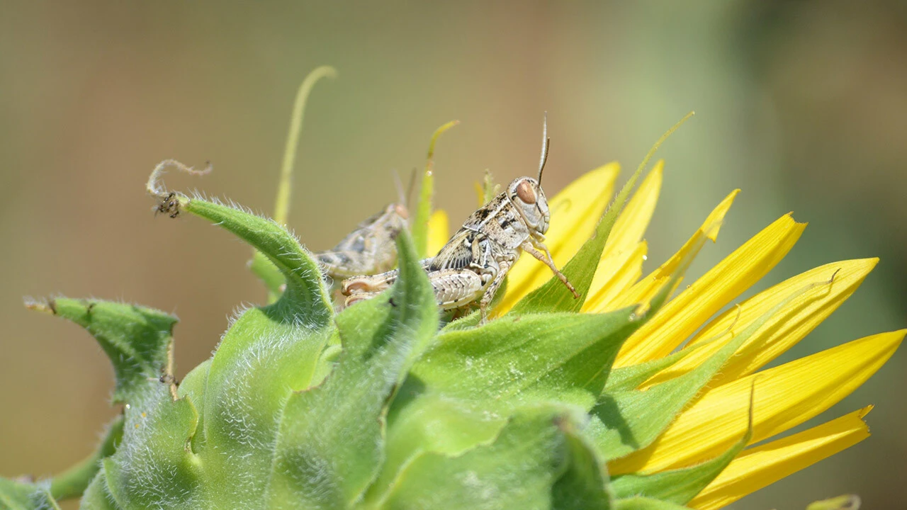 Çekirge istilasının sebebi belli oldu! Uzmanı uyardı: Daha büyük tehlike kapıda...