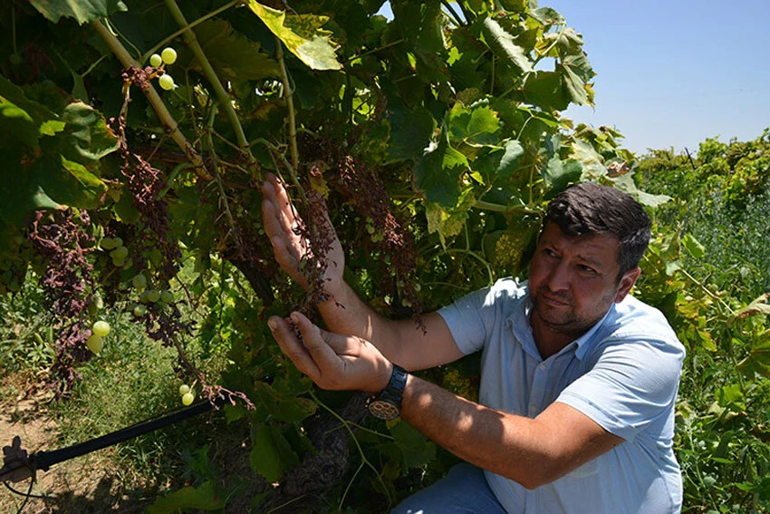 mildiyö hastalığı