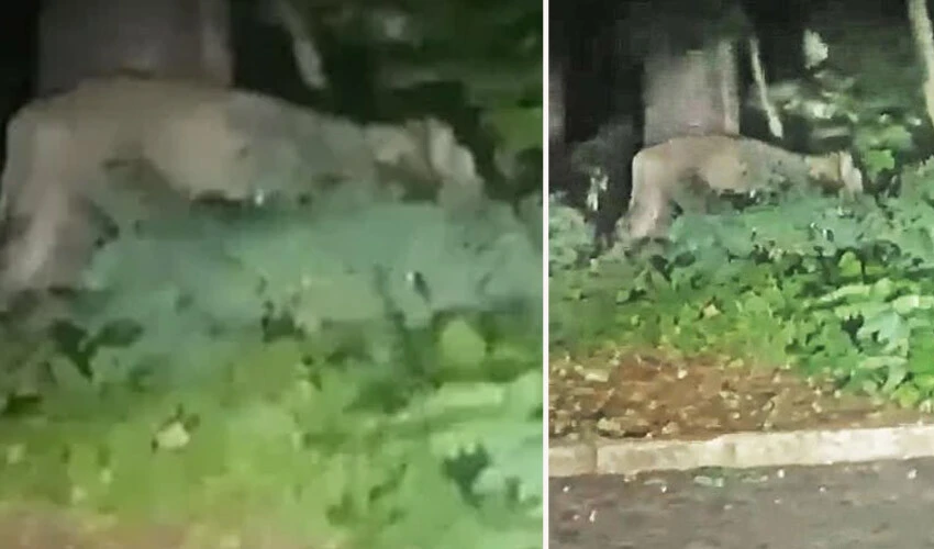 Berlin'deki başıboş aslandan iz yok! Polisler yeni bir vahşi hayvanın peşinde