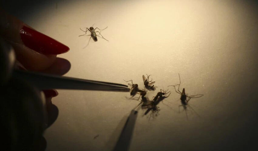 Dünyanın yarısı dang virüsü riski altında! Sivrisineklerden bulaşıyor