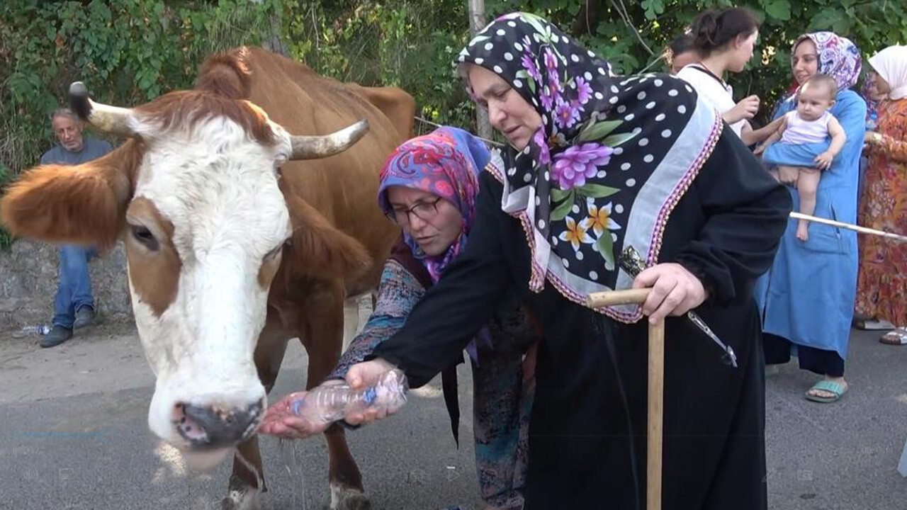 Köylüler susuzluktan dert yandı: İnekleriyle yolu kapattılar! Duş almak için...