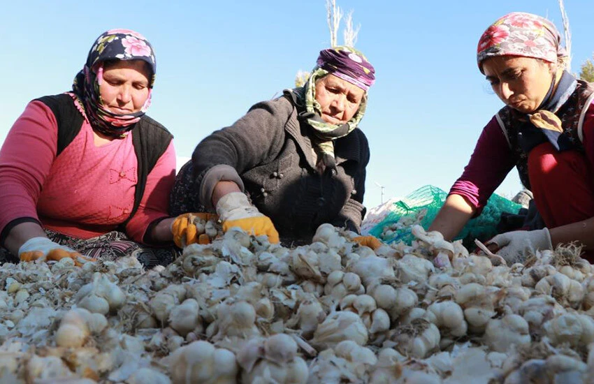 Aksaray’ın merkeze bağlı Acıpınar köyündeki sarımsaklar yurt dışı pazarında boy gösteriyor.
