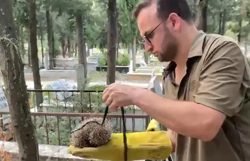 Kirpinin boynuna ip geçirip mezarlığa bağladılar!