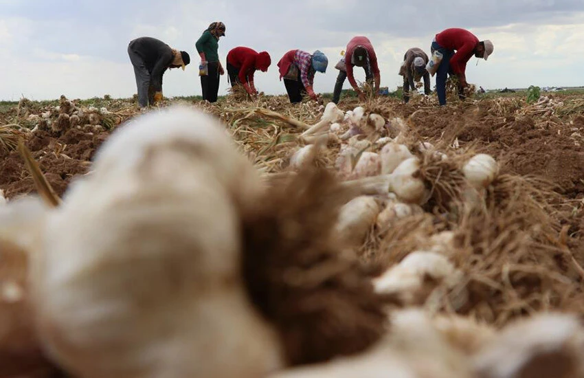 Sarımsaklar yurtdışında antibiyotik ilaç üretimi yapan fabrikalarda kullanılıyor.