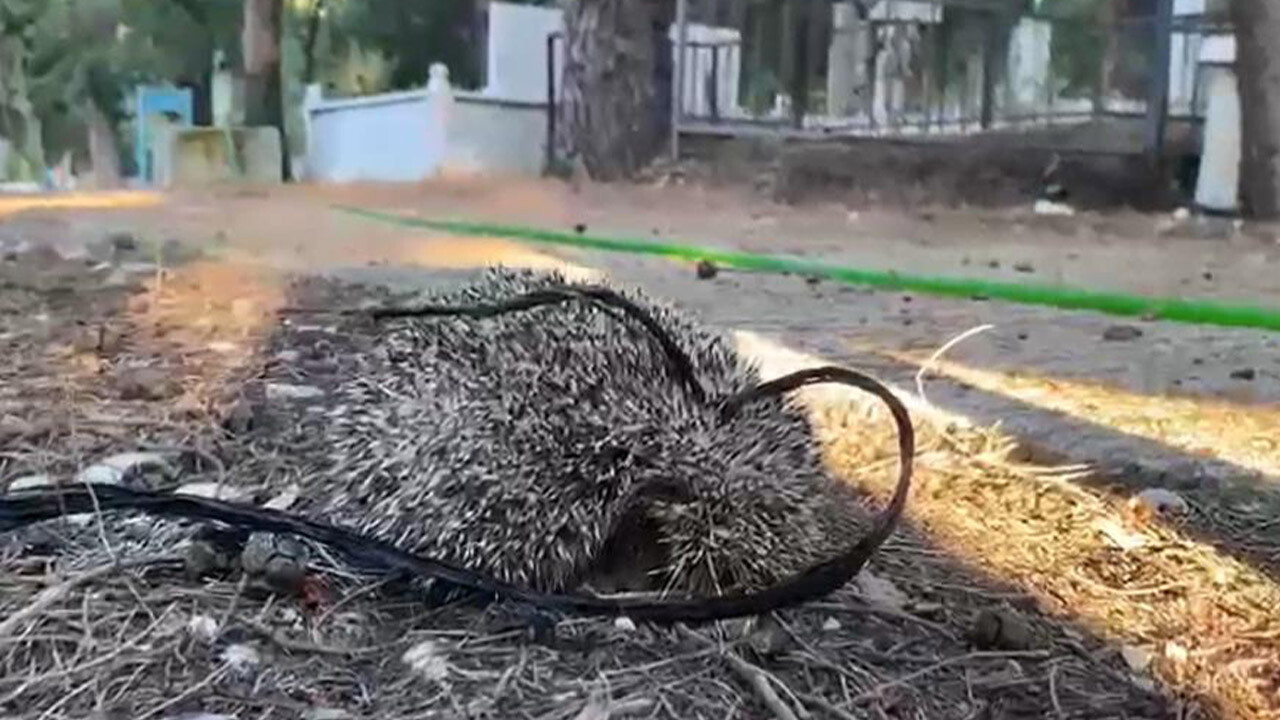 Kirpinin boynuna ip geçirip mezarlığa bağladılar!