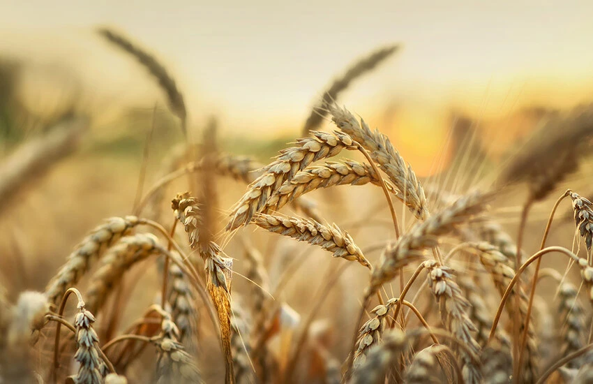 Rusya'nın saldırısı sonrası buğday fiyatları beş ayın zirvesine çıktı