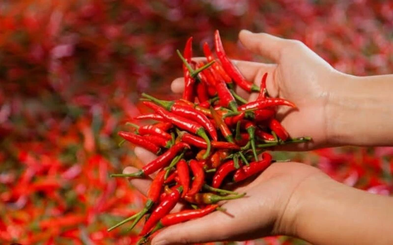 Elinizdeki biber acısı nasıl geçer? İşte biber yanığına iyi gelen yöntemler…