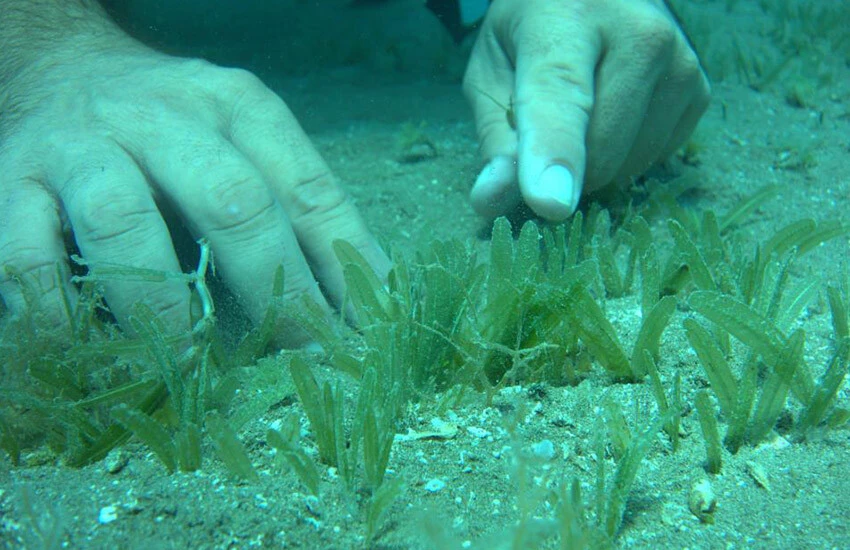 Göçmen çayırı denizin 4 ile 20 metre arasında geniş bir yayılım gösteriyor.