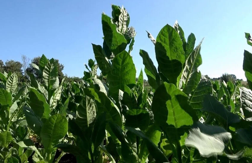 Tütün ambarı Samsun'da hasat başladı. Üreticiler fiyatlardan yakınıyor.