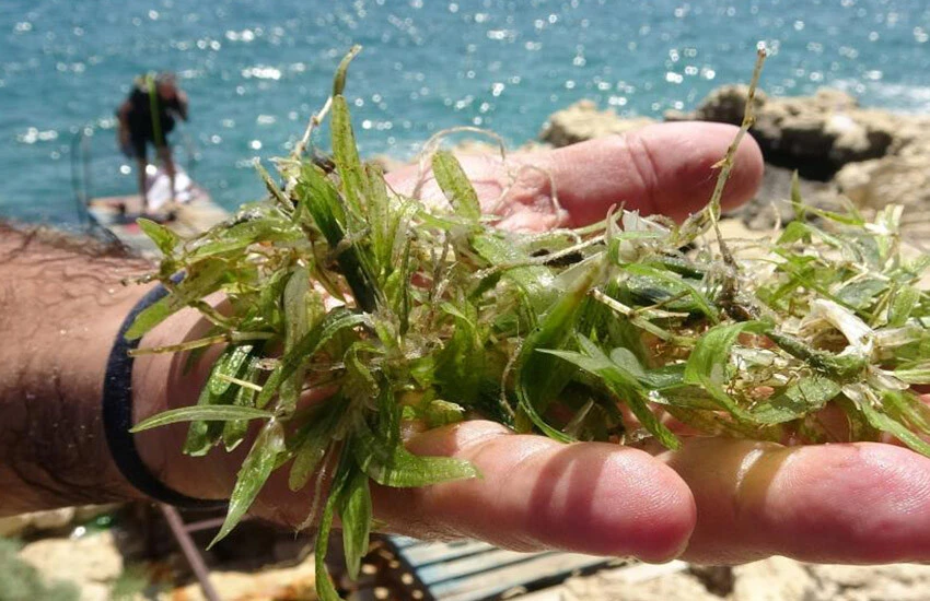 Göçmen çayırı 100 kilometrelik alana yayıldı.