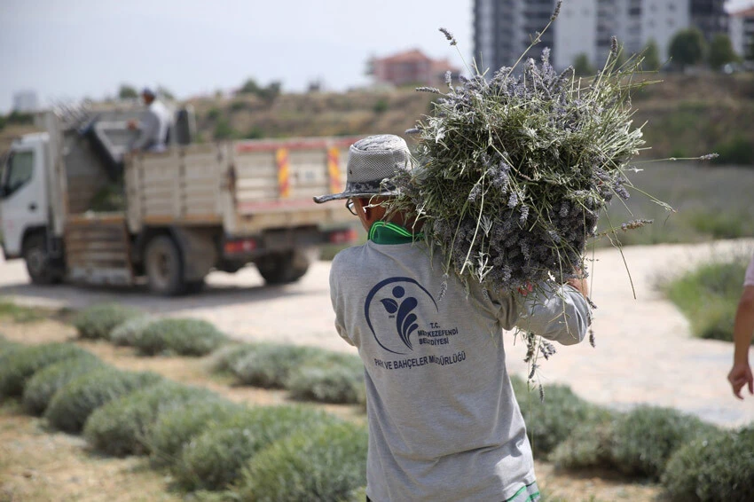 Lavanta hasadı başladı! Tarlalar doğal güzelliği ile adeta göz kamaştırıyor