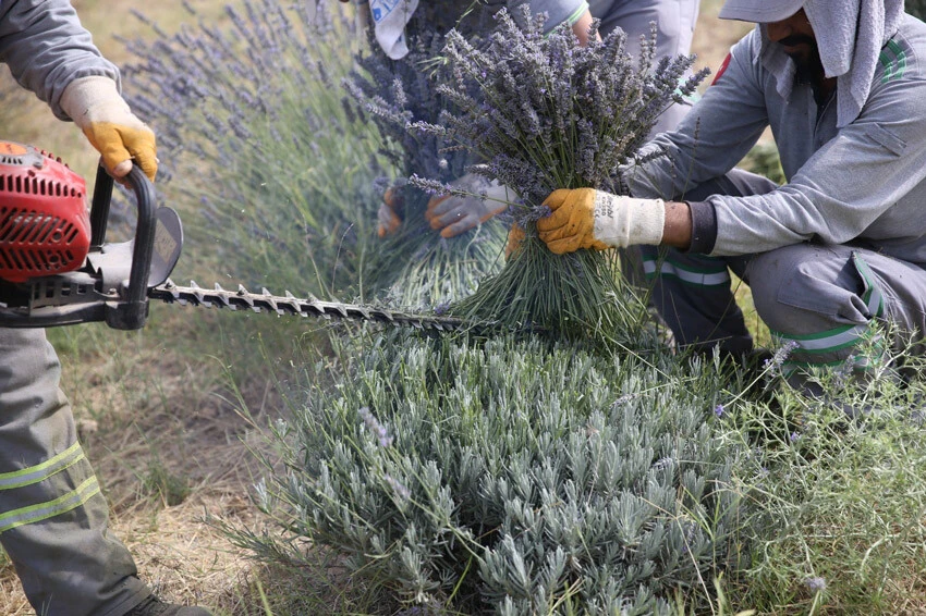 Lavanta hasadı başladı! Tarlalar doğal güzelliği ile adeta göz kamaştırıyor