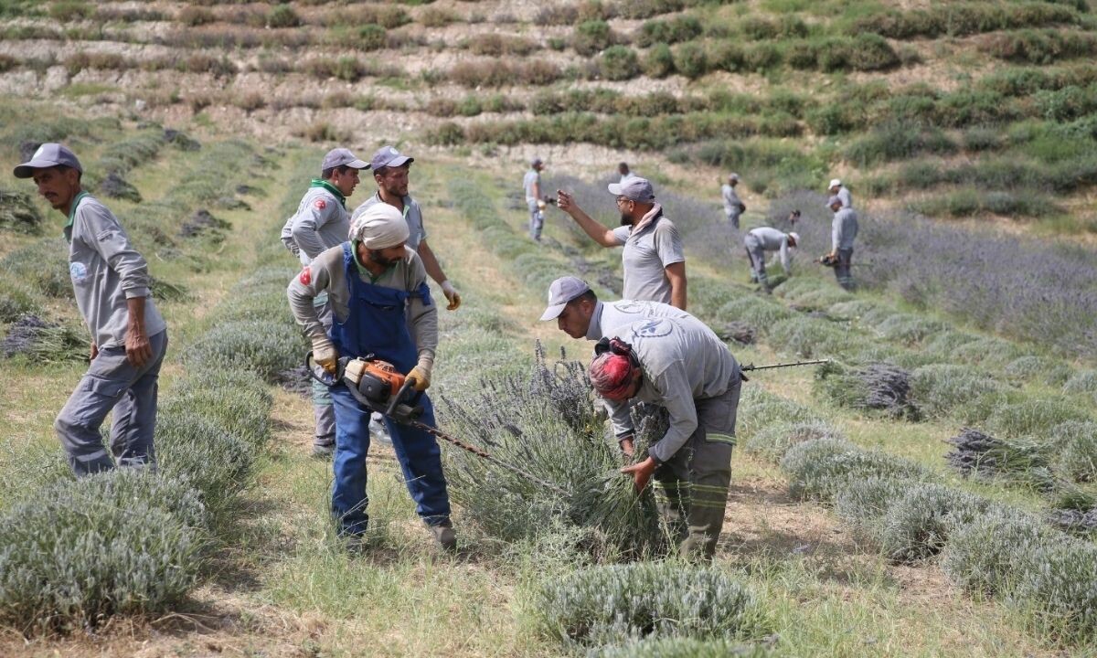 Lavanta hasadı başladı! Tarlalar doğal güzelliği ile adeta göz kamaştırıyor