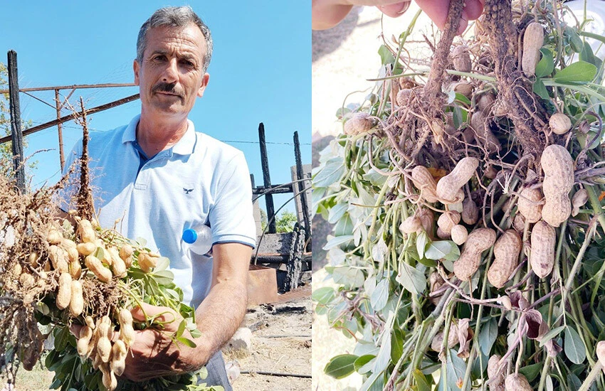 Yılın ilk fıstığında satışlar başladı.