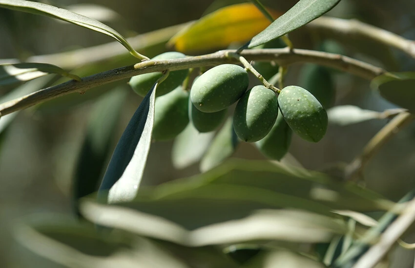 Zeytinyağı üretiminde büyük kayıp! Çiftçiler açıkladı: Fiyatlar artacak