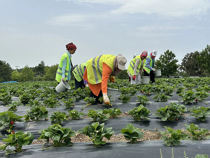 çilek hasadı