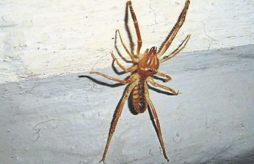 Kayseri’de ‘Sarıkız’ örümceği paniği