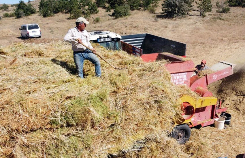Geçen yıl 13 liraya satılıyordu! Hasadı başlayan mercimekte zam miktarı belli oldu!