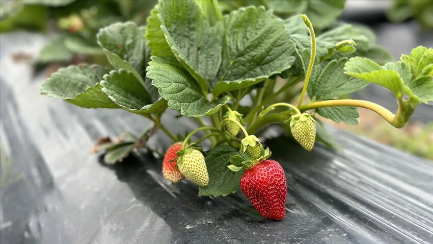 Üretimde bu yıl rekor kıracak! Çilek Üretim Merkezi'nde hasat başladı