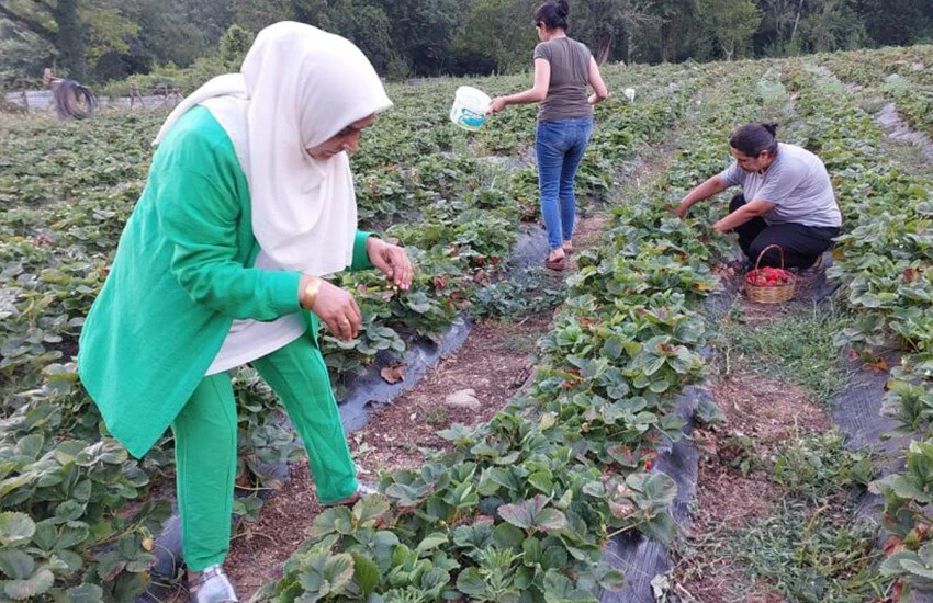 Çilek bahçesi bulunan Sonay Güven, çileğin tarlada 30 liradan satıldığını söyledi.