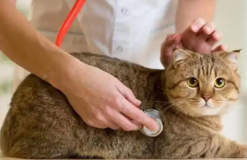 Güney Kore'de bir kedide daha kuş gribi çıktı